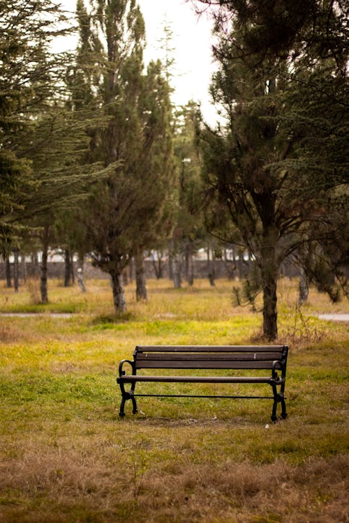 Imagine de stoc gratuită din arbori, bancă, cădere