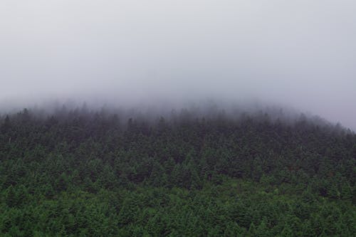 Fotos de stock gratuitas de al aire libre, árboles verdes, bosque