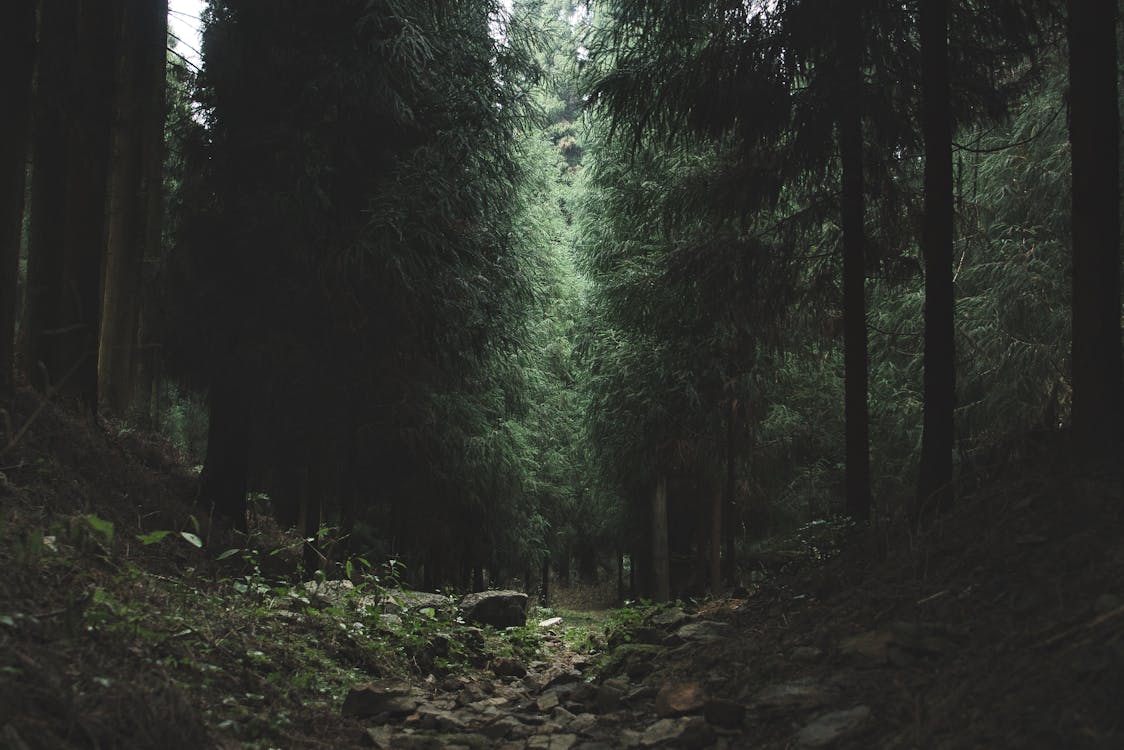 dark forest Stock Photo