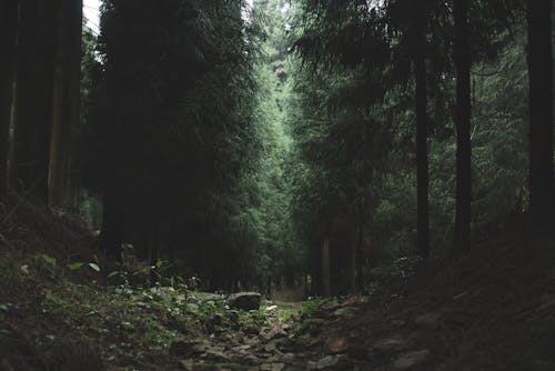 Gratis lagerfoto af frodig løv, landskab, mørk