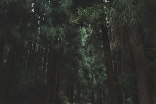 Kostnadsfri bild av natur, skog, träd