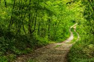 Green Forest Path Free Picture Forest Path In Shadow Of Dark Green