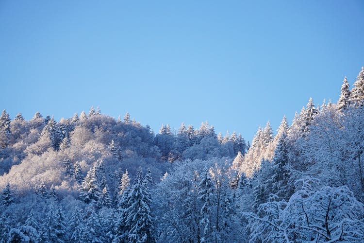 Trees Covered In Snow In The Mountains 