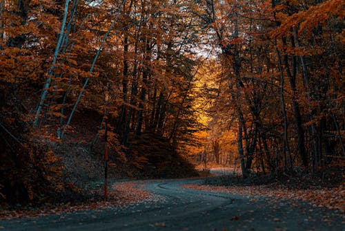 Road in Between Trees