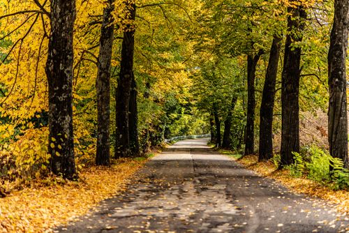 Free A picturesque road surrounded by colorful autumn trees, creating a peaceful and serene atmosphere. Stock Photo