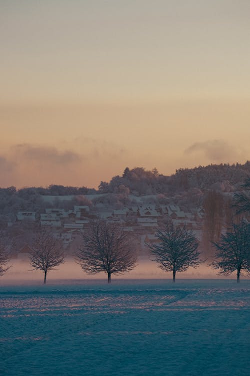 Fields and Trees Covered in Winter Snow at Dusk 