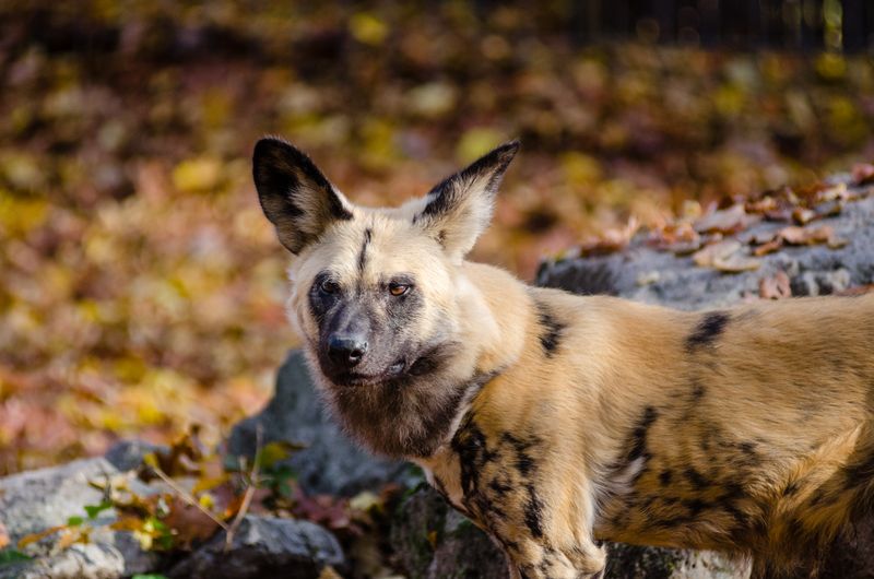 Pes hyenový