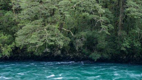 View of Green Trees in a Forest by a Body of Water 