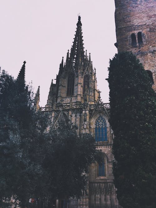 Fotos de stock gratuitas de antiguo, arboles, catedral