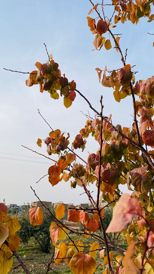 Základová fotografie zdarma na téma irácká zima, listy, listy stromu