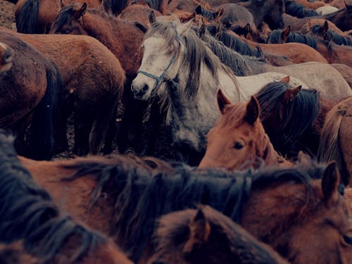 Ilmainen kuvapankkikuva tunnisteilla eläimet, hevoset, karja