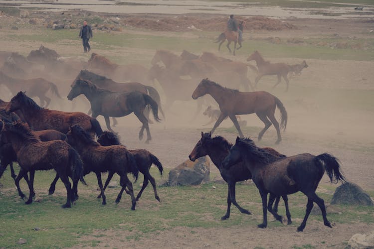 Horses Running On The Field