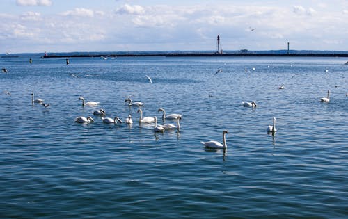 Безкоштовне стокове фото на тему «відображення, вода, водоплавна птиця»