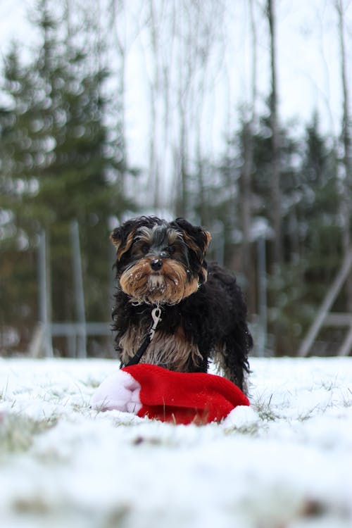 A Yorkshire Terrier on the Snow 