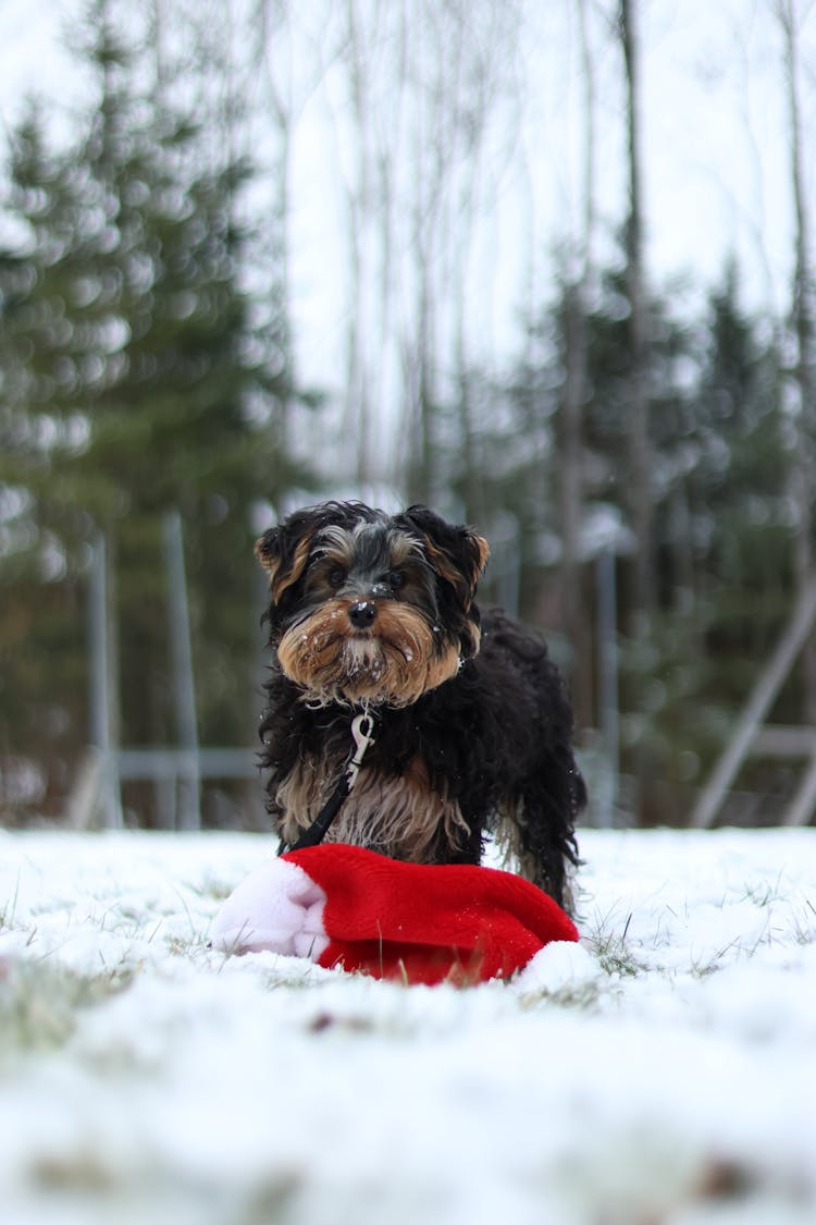 A Yorkshire Terrier On The Snow 