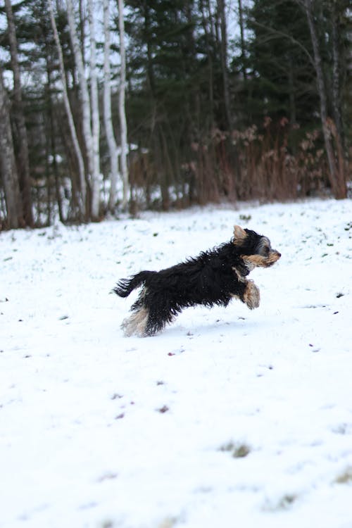 A Black and Brown Long Coated Dog Running on the Snow Covered Ground 
