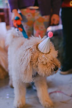 Cute white fluffy dog wearing a party hat at a birthday celebration indoors in Istanbul.