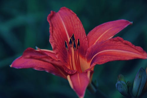 A Red Lily Flower in Close-up Shot