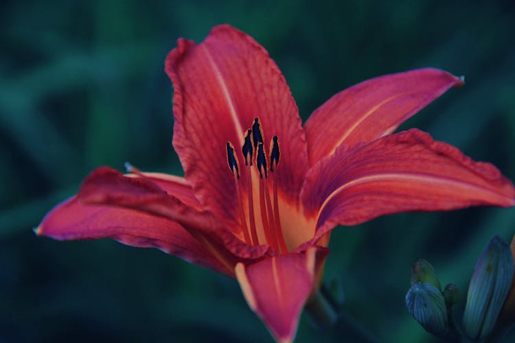 A Red Lily Flower In Close-up Shot