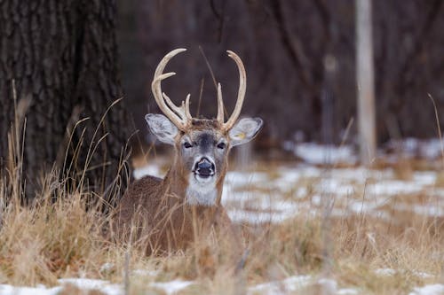 Ogrodzony W Bieliku (Odocoileus Virginianus) Kozioł Z Kolczykiem Leżącym Na Ziemi Zimą W Stanie Wisconsin.