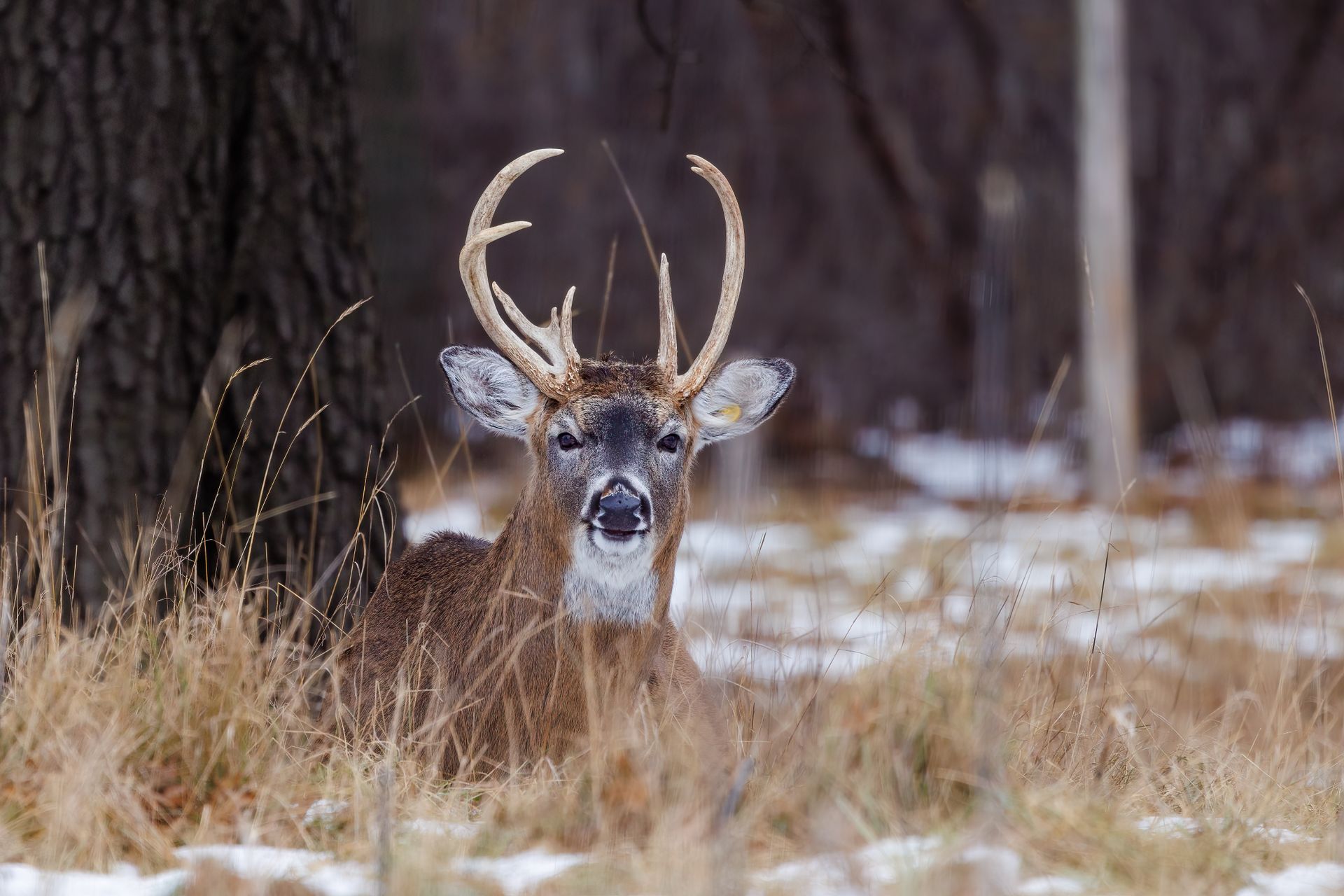 A White Tailed Deer Ohio Sitting on Grass