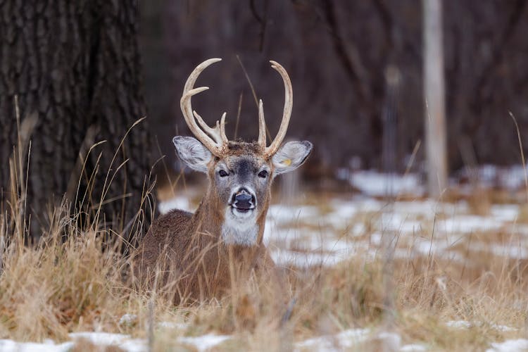 A White Tailed Deer Ohio Sitting On Grass