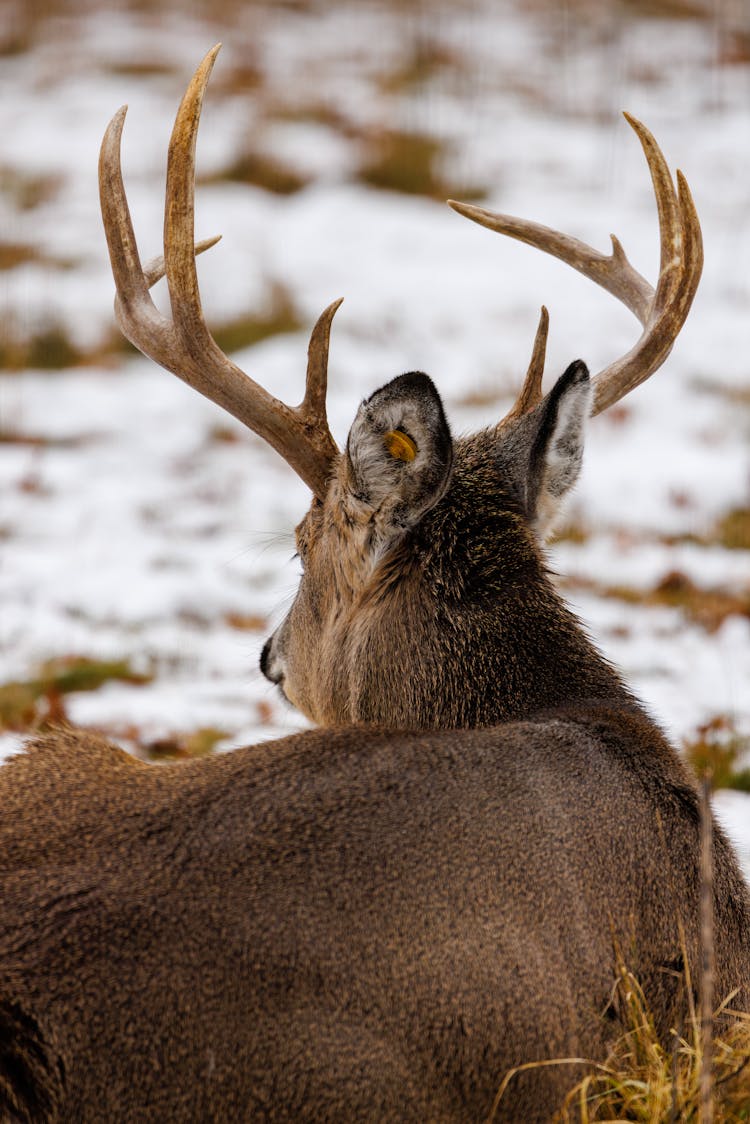 Whitetail Deer On Snow Covered Ground