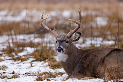 Deer Lying on Snow Covered Ground