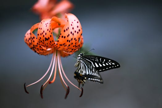 Black and White Butterfly on Orange Flower