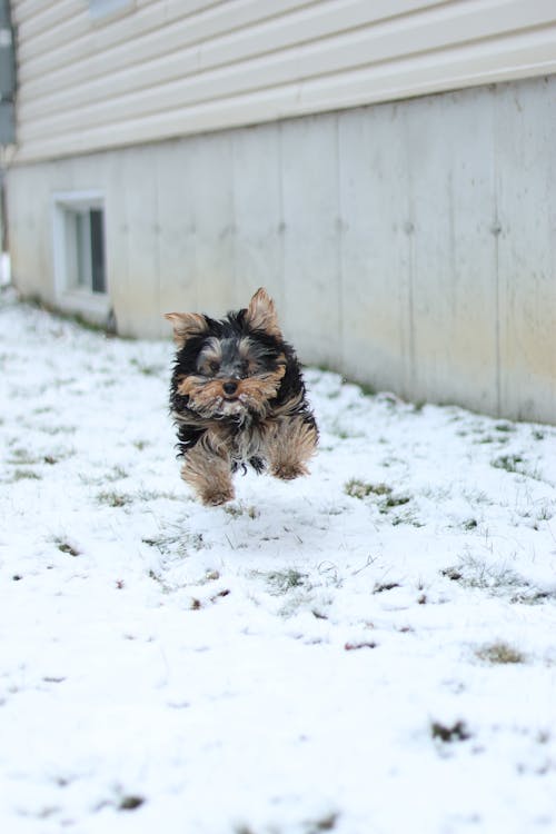 Photo of a Puppy Running