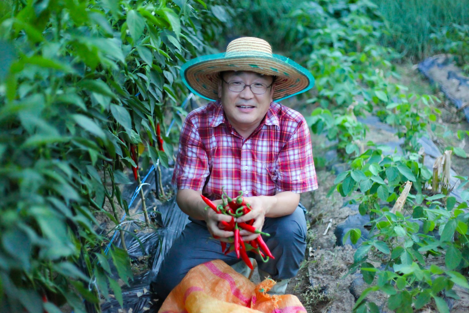 Smiling Asian man in a checkered shirt harvesting red chili peppers in a vegetable garden.