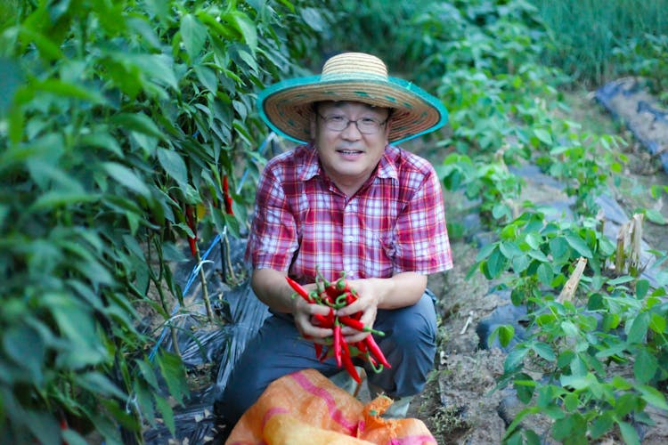 A Man In Checkered Shirt Holding Red Chili Peppers