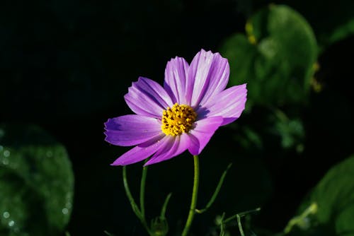 A Purple Flower in Full Bloom