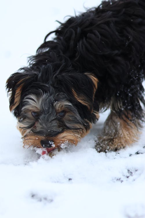 A Dog Licking the Snow 