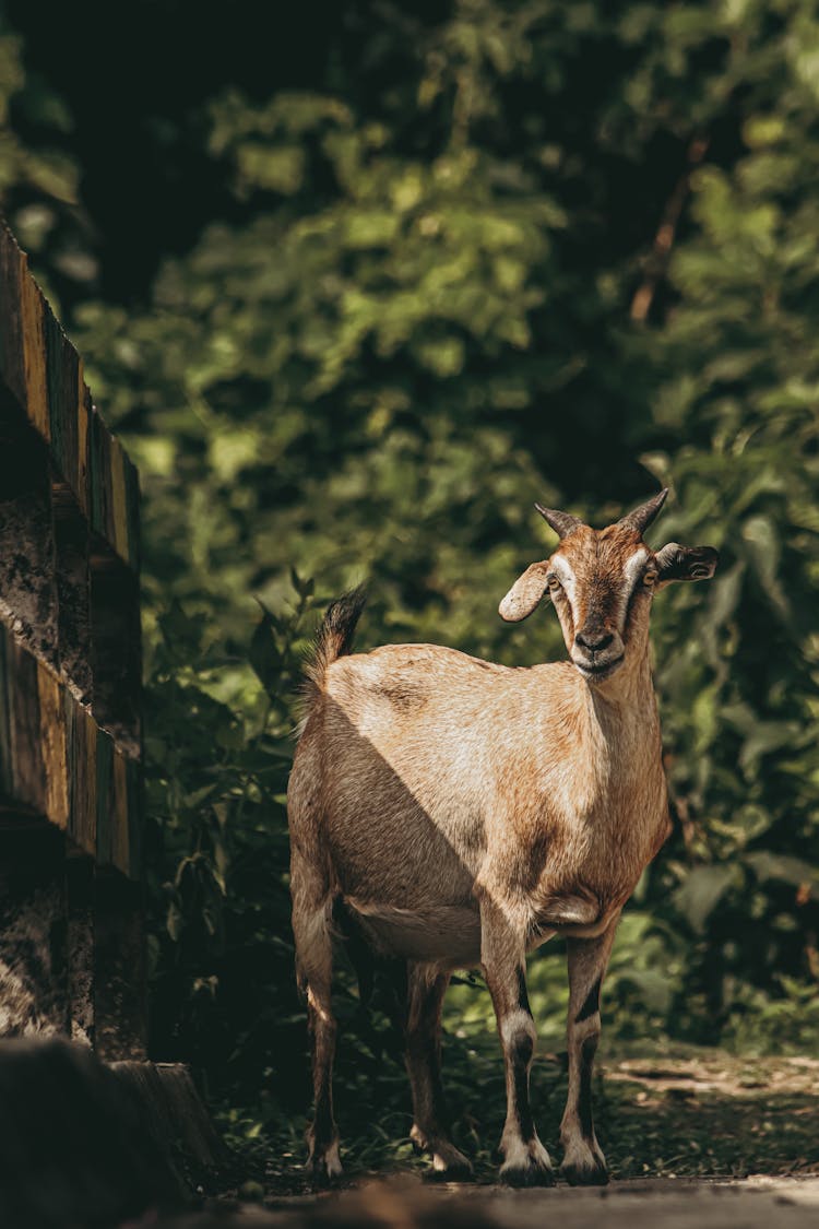 Photo Of A Goat On A Farm