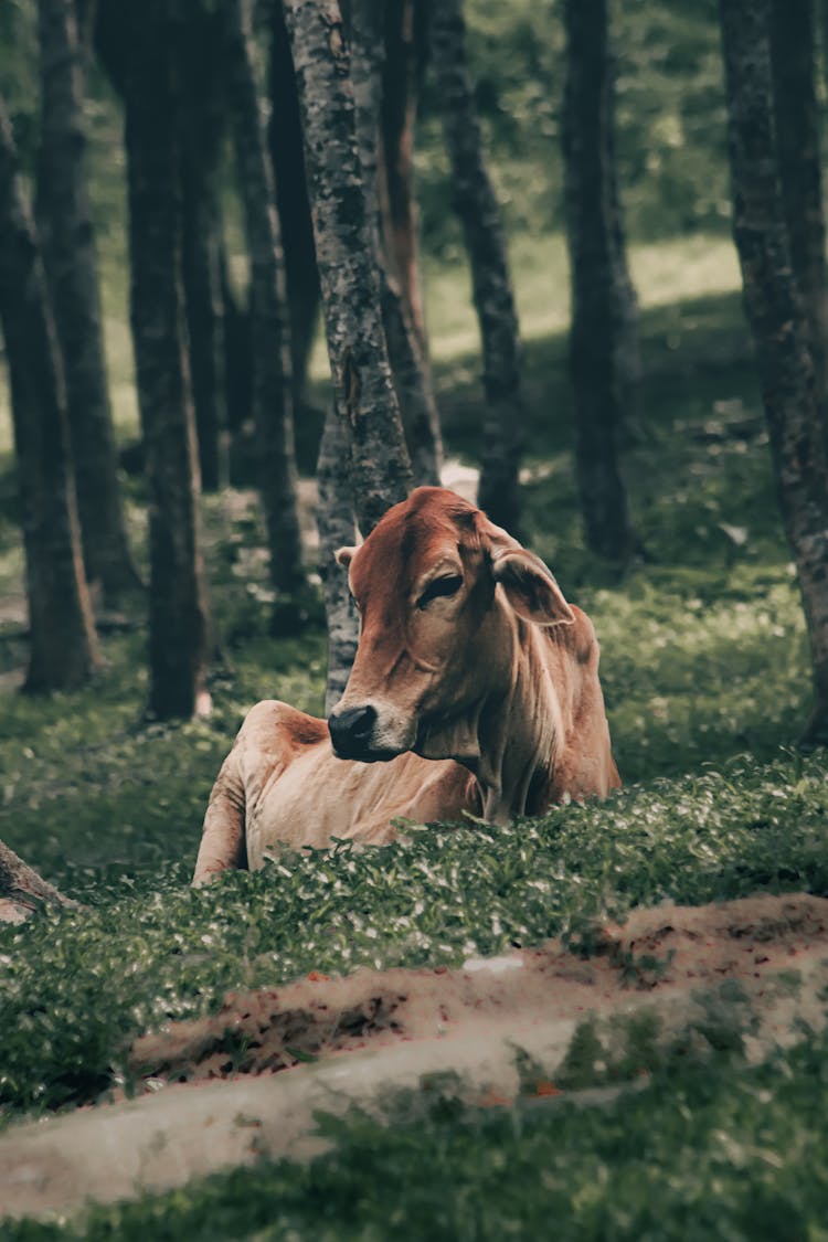 Cow In Forest