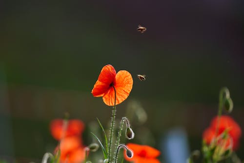 Gratis stockfoto met bijen, bloeien, bloeiend