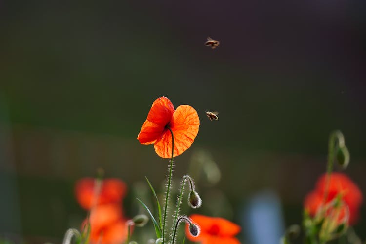 Bees Flying Near The Poppy Flower