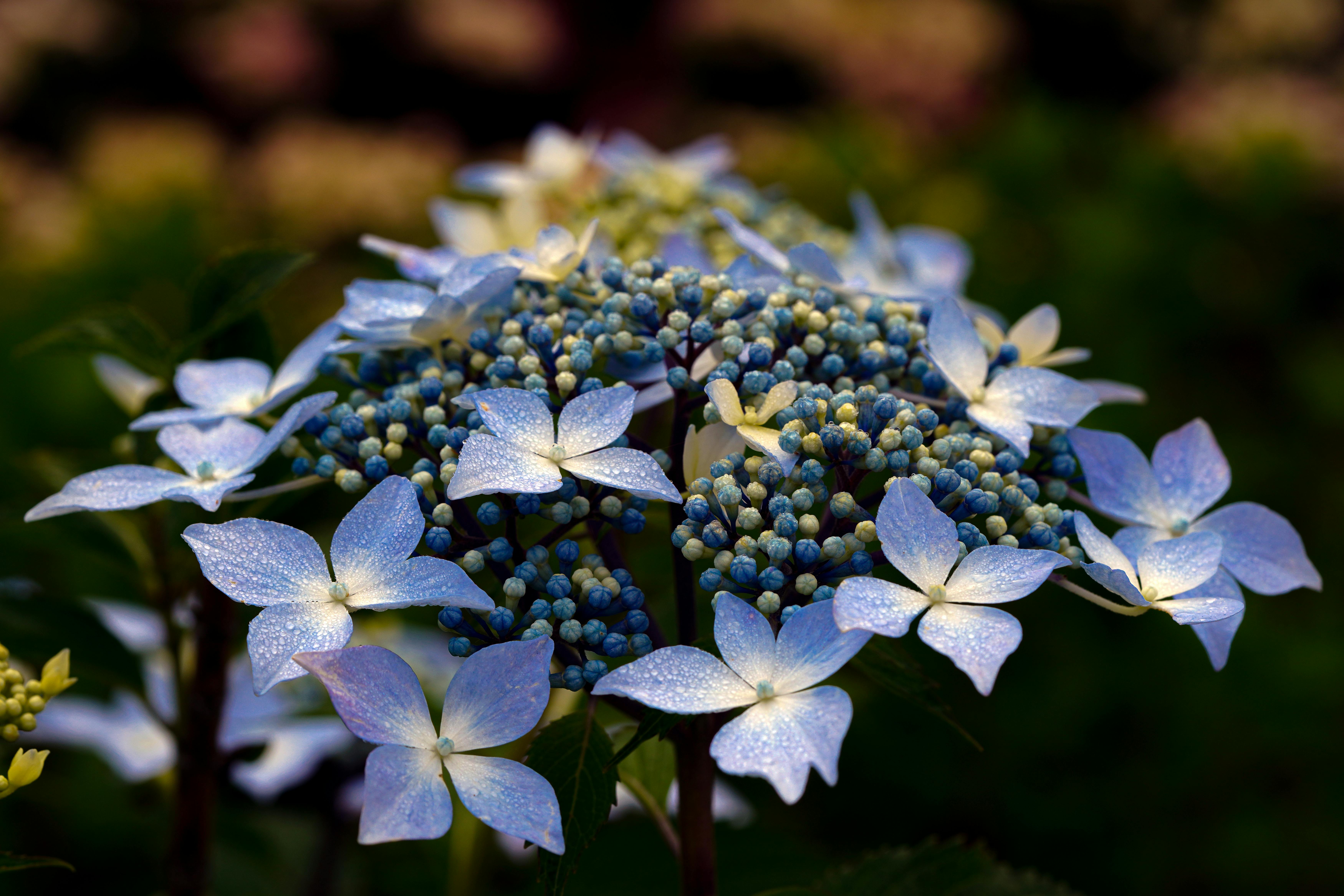 A detailed view of blue lacecap hydrangea flowers in full bloom during summer.
