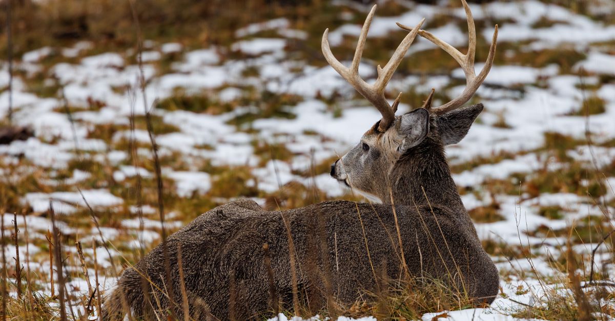 Odd Looking Deer Is Rescued After Days Without Food Or Water Odd Looking Deer Is Rescued After Days Without Food Or Water