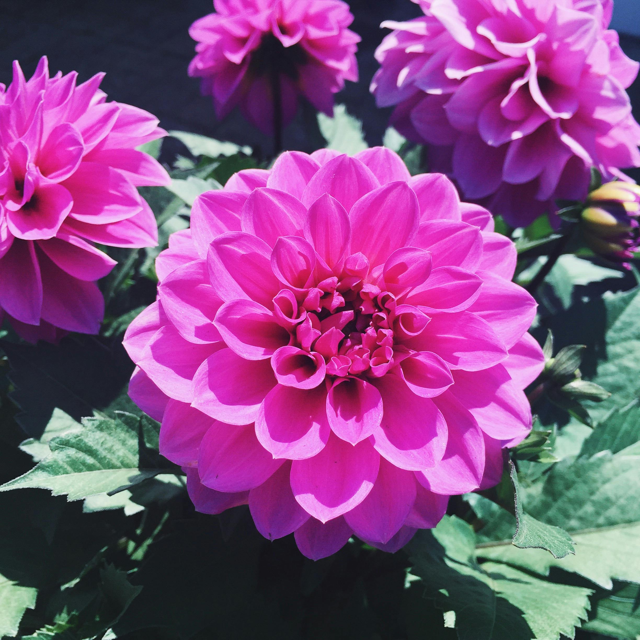 ダリア ピンクの花の無料の写真素材