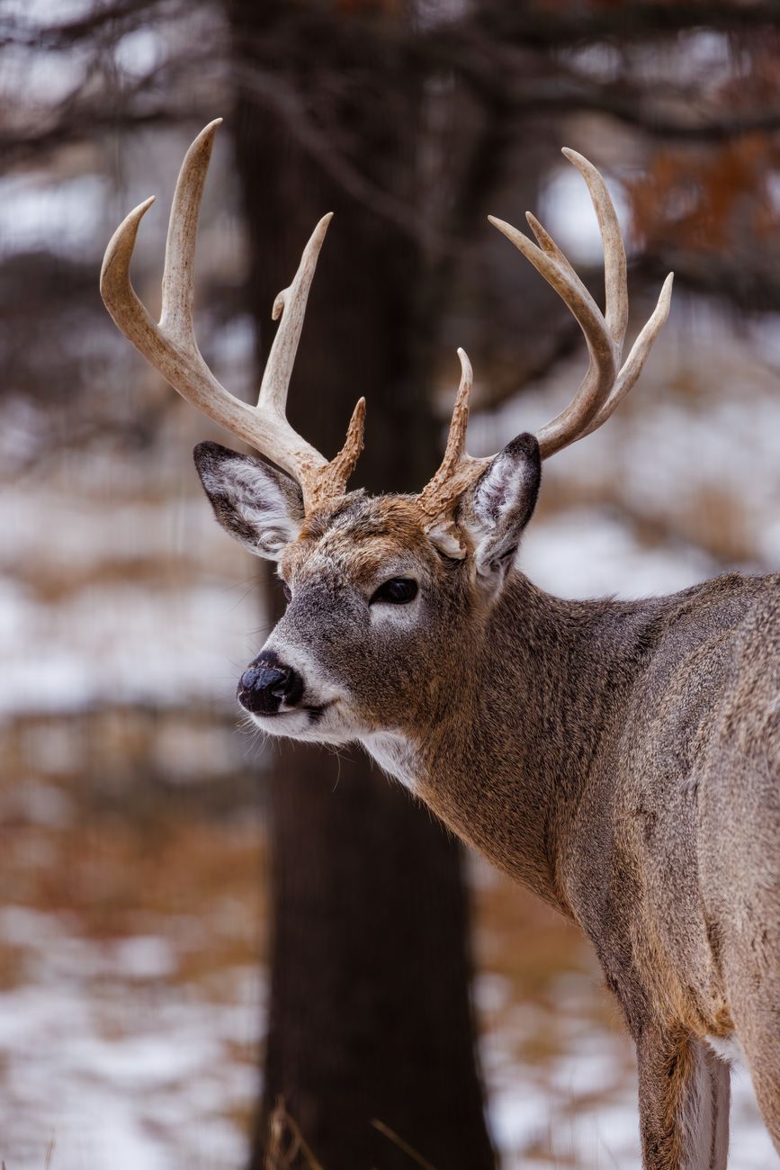 Columbus YouTubers Sentenced in Deer Poaching Case