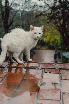 A wet white cat stands on a rain-soaked brick path surrounded by greenery.