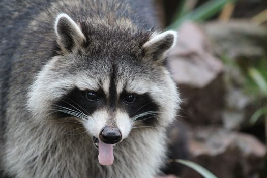 Captivating close-up of a raccoon in England, showcasing its playful and wild nature.