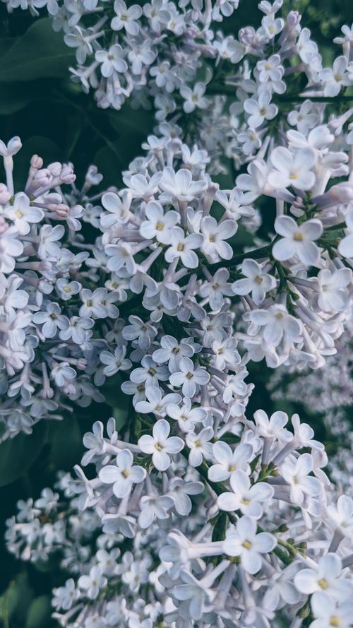 Free Close-up of fresh white lilacs blooming abundantly in springtime outdoors. Stock Photo