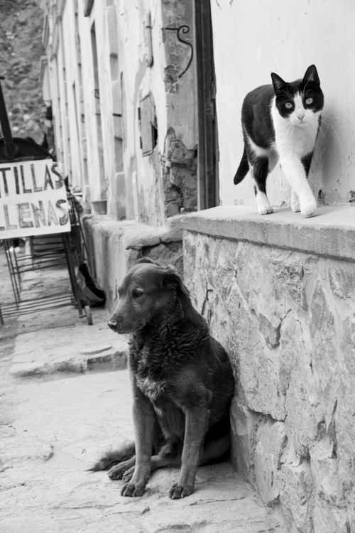 Free Monochrome scene featuring a cat and dog in an urban environment. Stock Photo