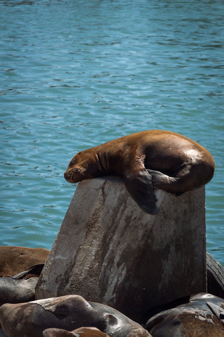 Sea Lion Lying On Rock Near Sea