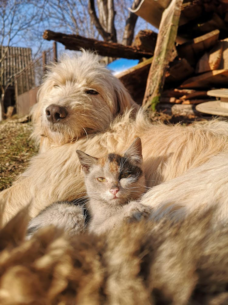 Close-up Shot Of A Dog And A Cat Sitting Together