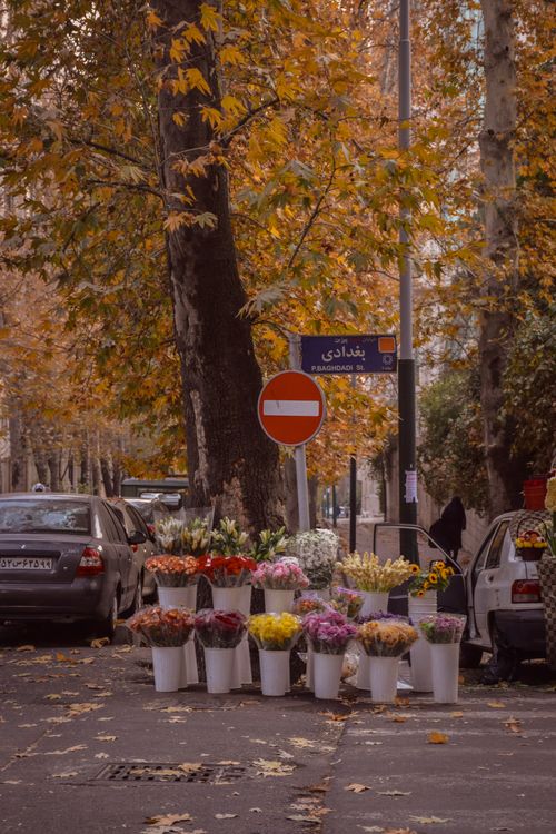Free Vibrant autumn street with flowers in pots, cars, and colorful foliage, perfect for seasonal themes. Stock Photo