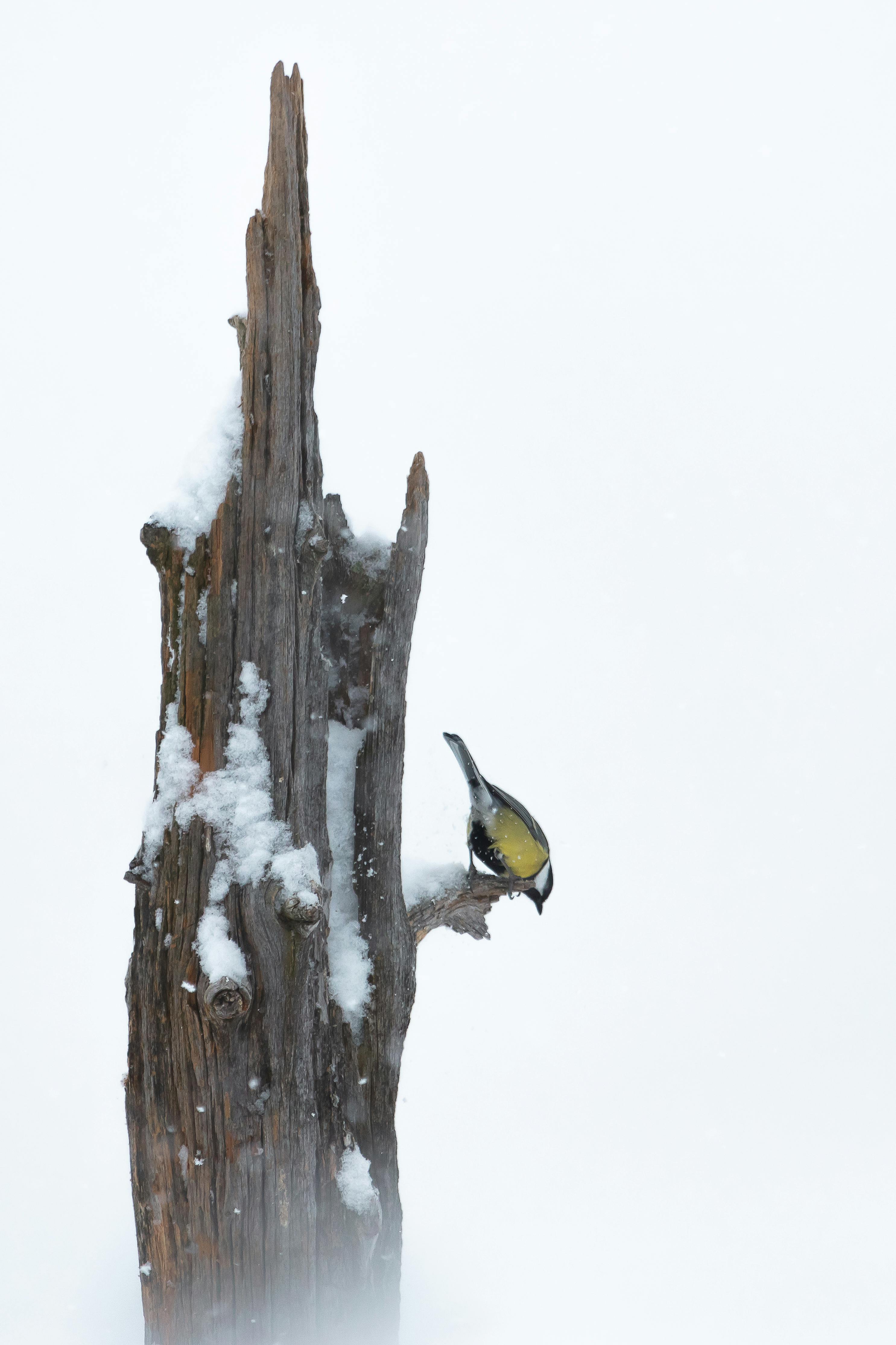 Gratis stockfoto met aviaire, beest, boom Stockfoto
